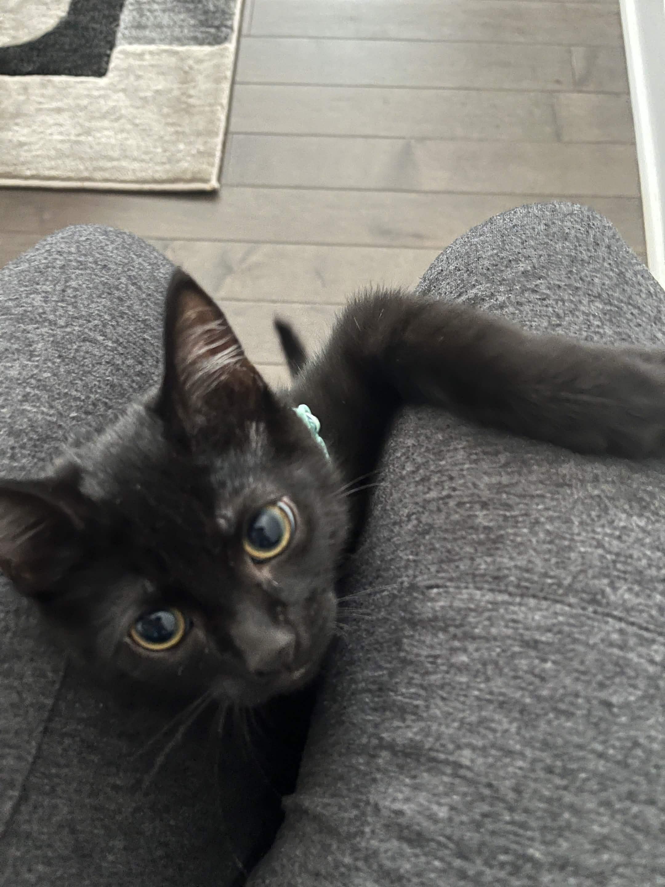 Enlarge Coleslaw, a Adoptable Domestic Short Hair in Wakefield, QC image 5/6