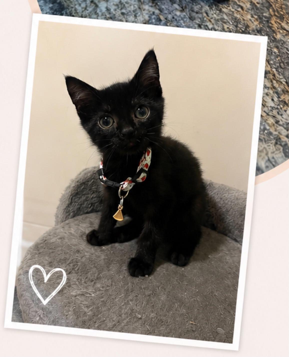 Coleslaw, a ADOPTABLE Domestic Short Hair in Wakefield, QC image 2/2