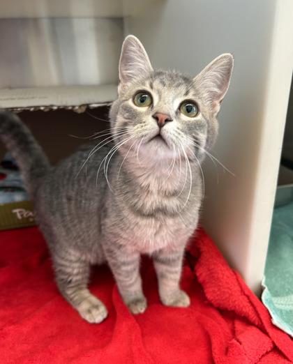 Enlarge Scallop, a Adoptable mixed breed in Roseville, MI image 1/2