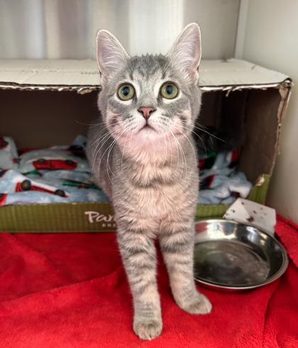 Enlarge Scallop, a Adoptable mixed breed in Roseville, MI image 2/2