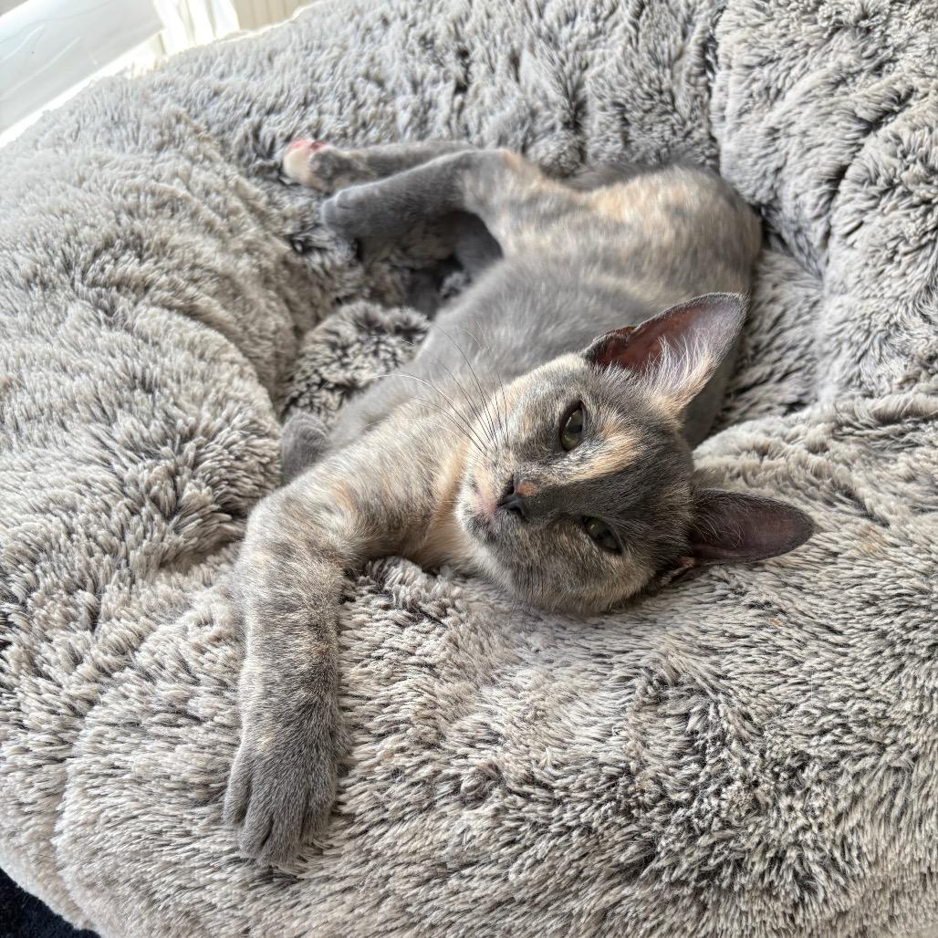 Enlarge Witch Trial, a Adoptable Domestic Short Hair in Costa Mesa, CA image 1/2