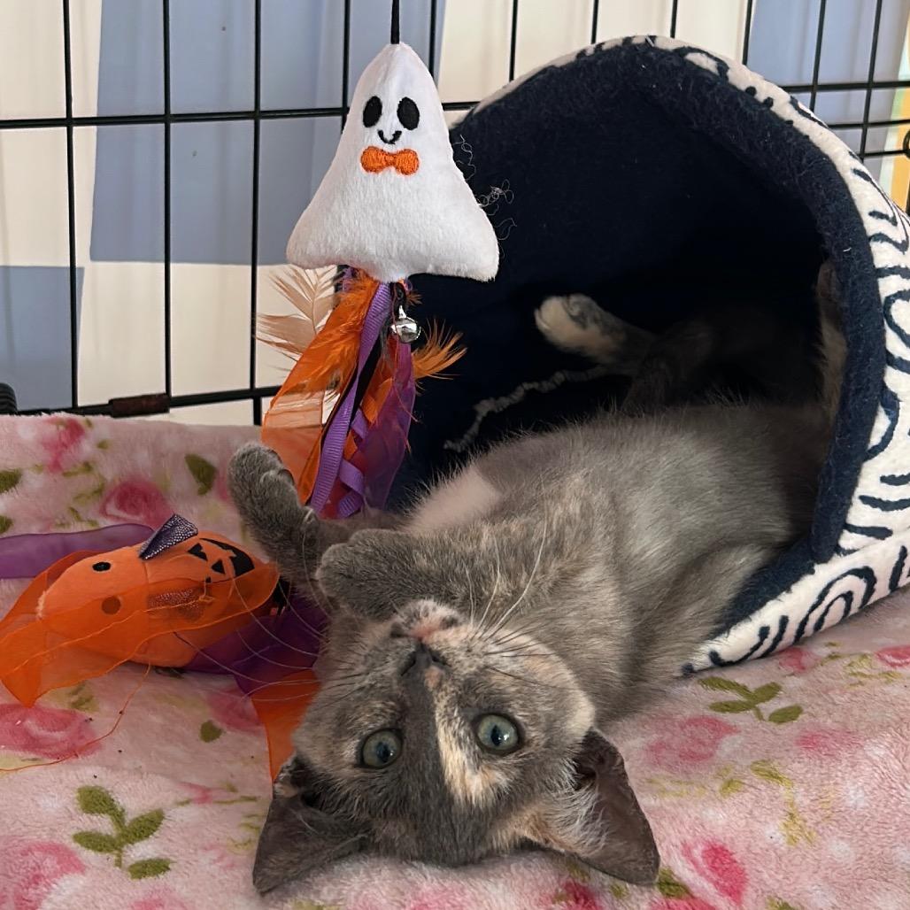 Enlarge Witch Trial, a Adoptable Domestic Short Hair in Costa Mesa, CA image 2/2