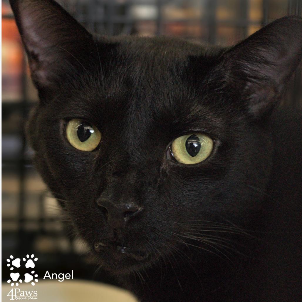 Enlarge Angel Llanos, a Adoptable Domestic Short Hair in Merrifield, VA image 1/3