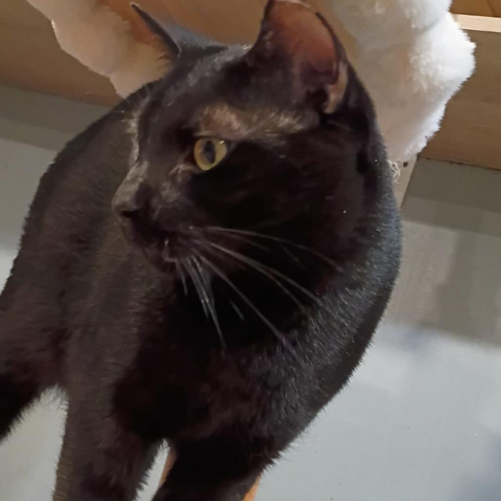 Enlarge Angel Llanos, a Adoptable Domestic Short Hair in Merrifield, VA image 2/3