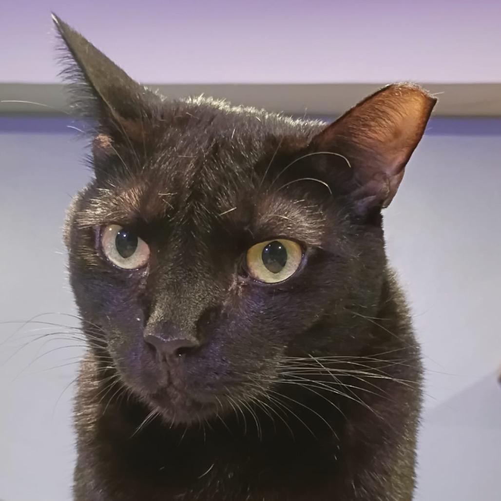 Enlarge Angel Llanos, a Adoptable Domestic Short Hair in Merrifield, VA image 3/3