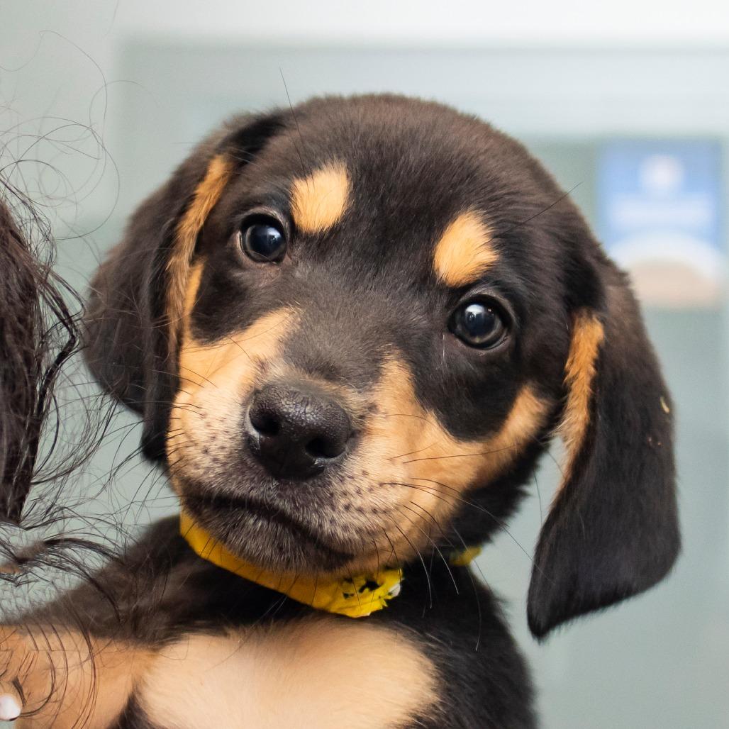 Enlarge Santino, a Adoptable Mixed Breed in Middletown, RI image 1/1