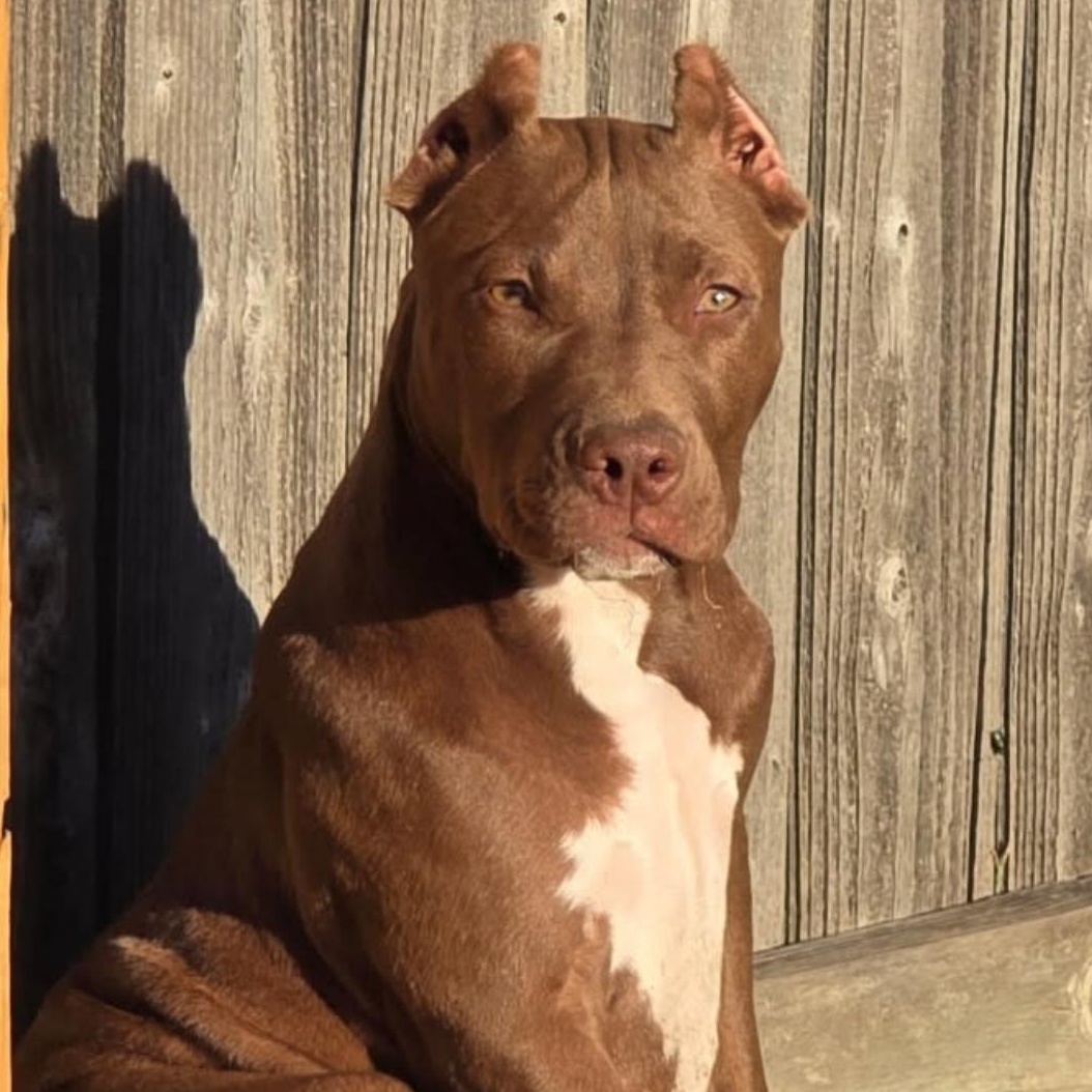 Enlarge Ellie, an adopted Pit Bull Terrier in Covington, TN image 1/3