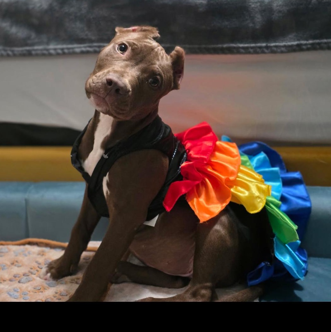 Enlarge Ellie, an adopted Pit Bull Terrier in Covington, TN image 2/3