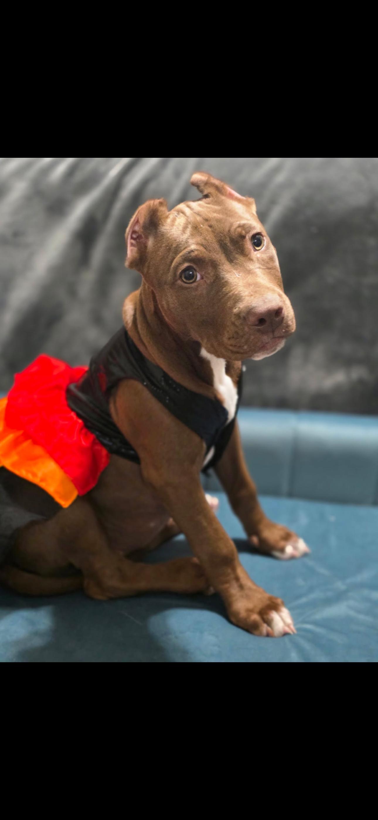 Enlarge Ellie, an adopted Pit Bull Terrier in Covington, TN image 3/3