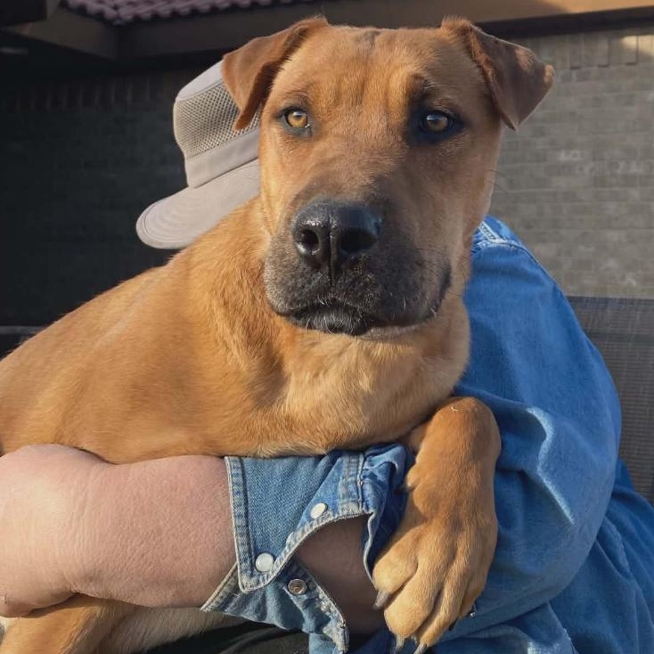 Rose, ADOPTABLE, Young Female Labrador Retriever & Shar-Pei.