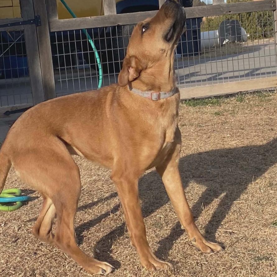 Enlarge Rose, a ADOPTABLE mixed breed in Amarillo, TX image 4/5