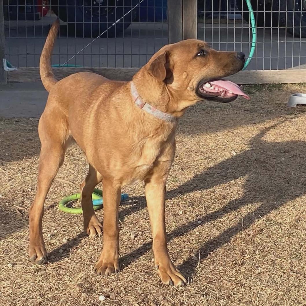 Enlarge Rose, a ADOPTABLE mixed breed in Amarillo, TX image 3/5