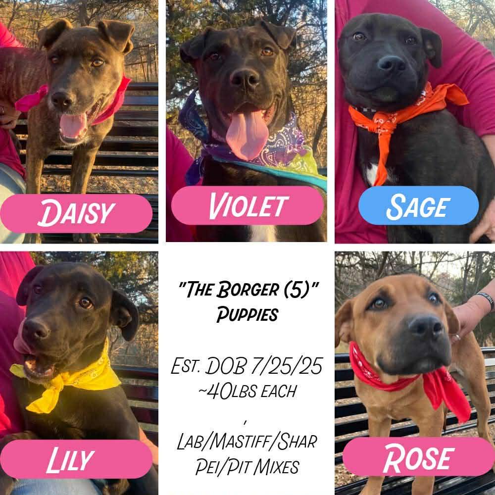 Enlarge Rose, a ADOPTABLE mixed breed in Amarillo, TX image 5/5