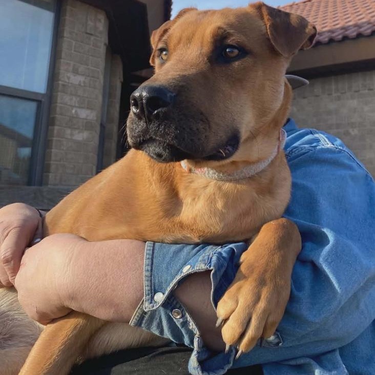 Enlarge Rose, a ADOPTABLE mixed breed in Amarillo, TX image 2/5