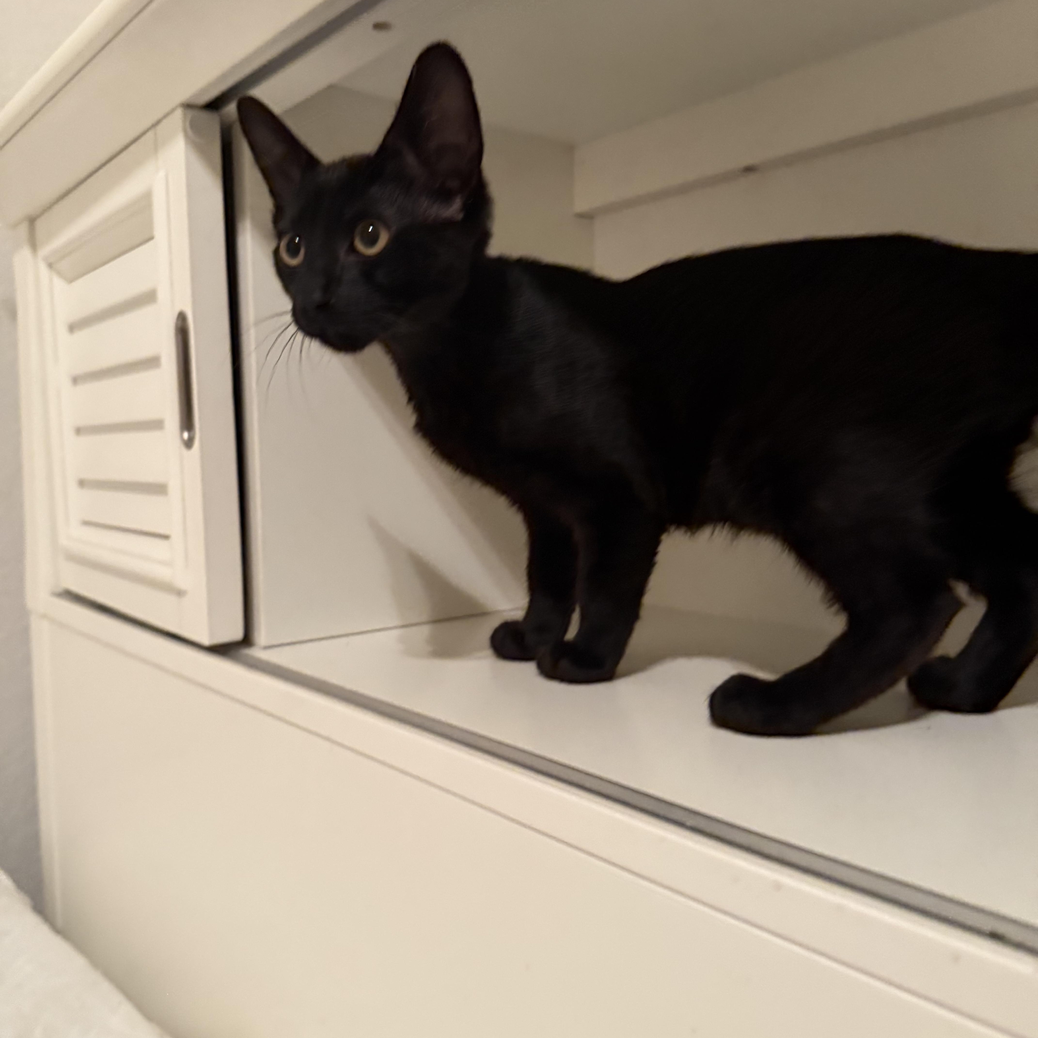 Nareno OR13829-T, Adoptable, Kitten Male Domestic Short Hair.