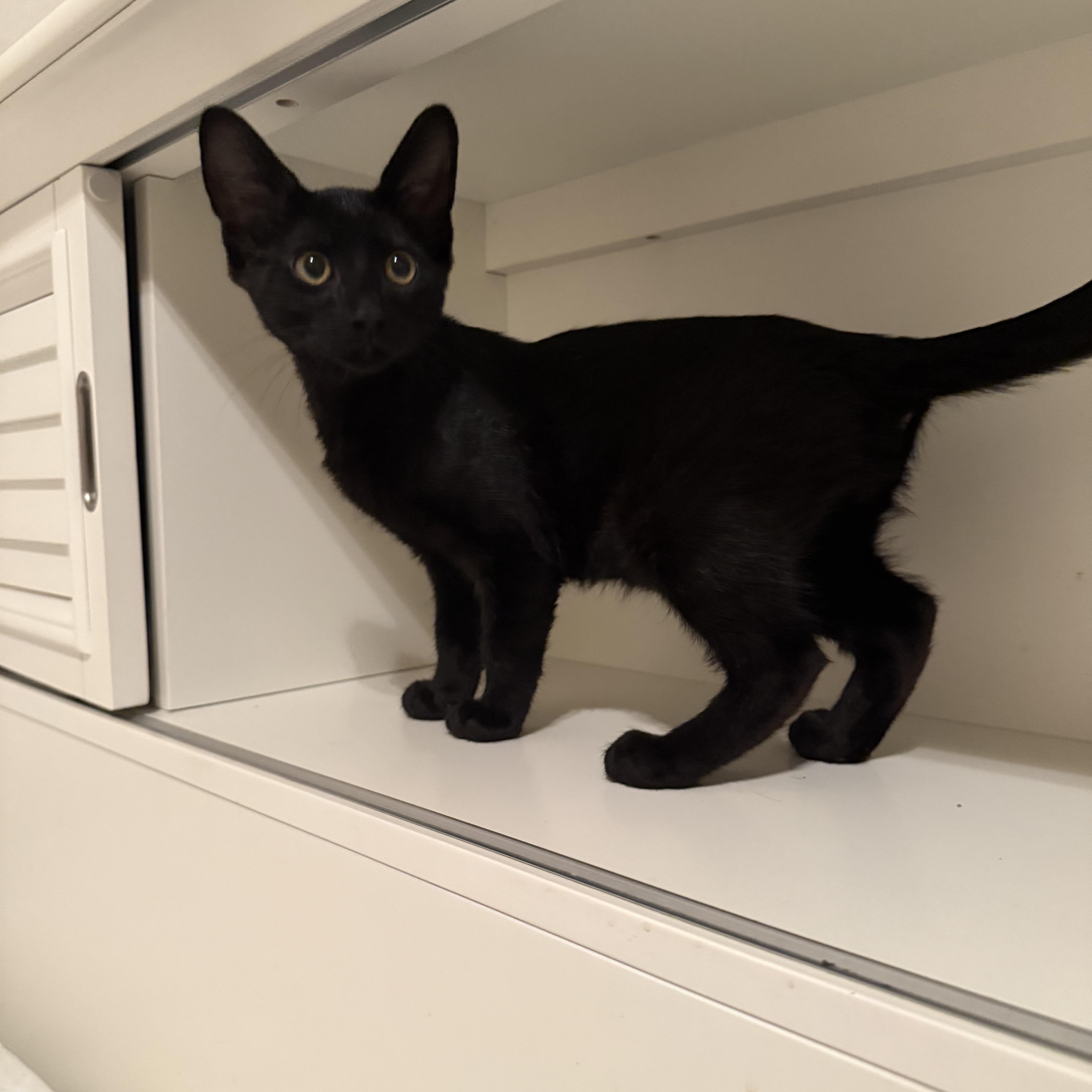 Enlarge Nareno OR13829-T, a Adoptable mixed breed in Beaverton, OR image 2/4