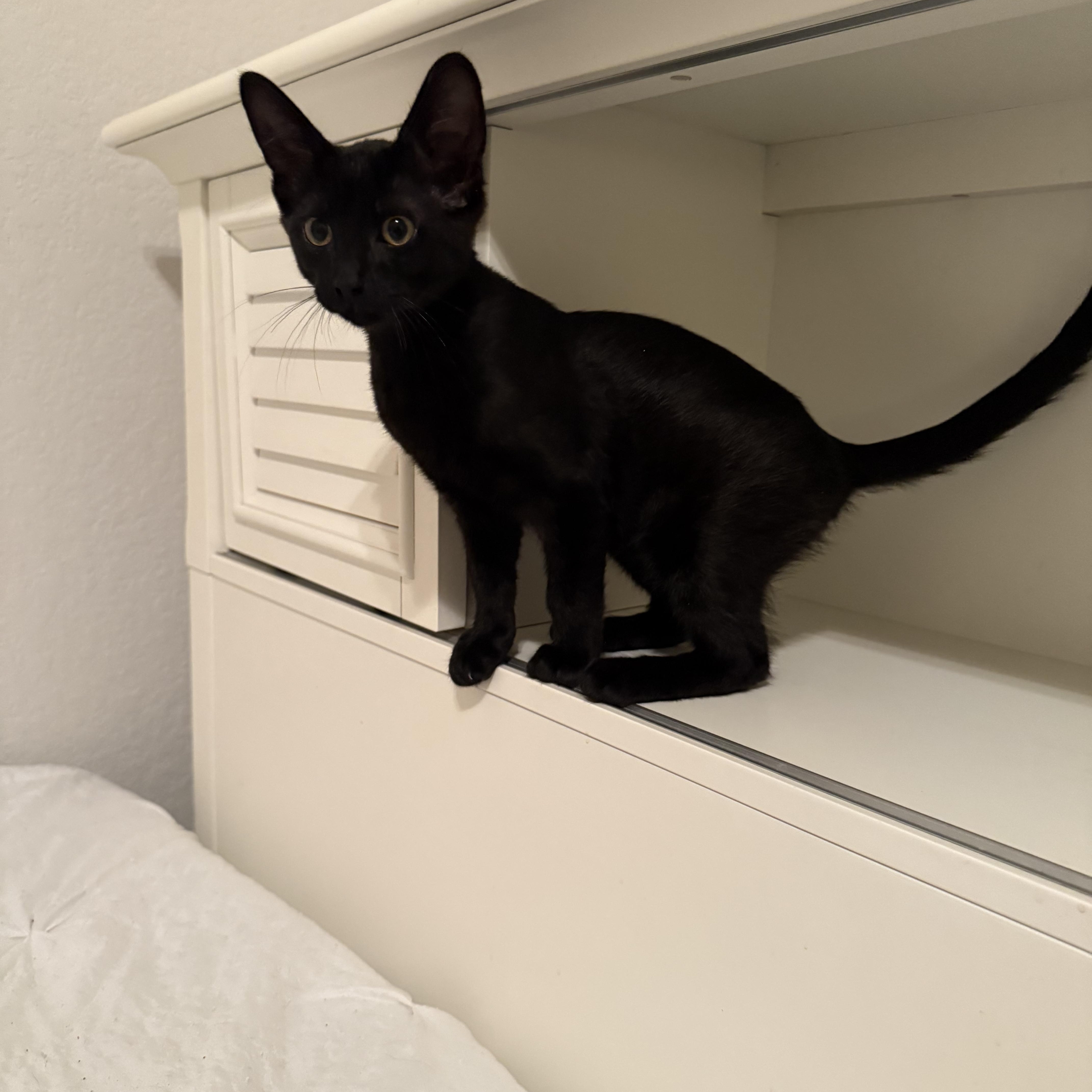 Enlarge Nareno OR13829-T, a Adoptable mixed breed in Beaverton, OR image 3/4