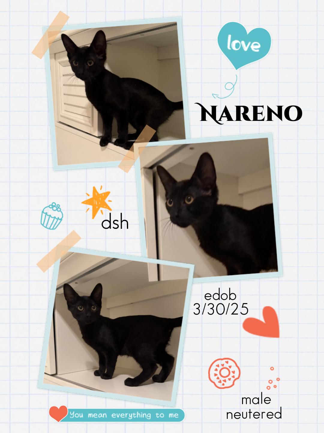 Enlarge Nareno OR13829-T, a Adoptable mixed breed in Beaverton, OR image 4/4