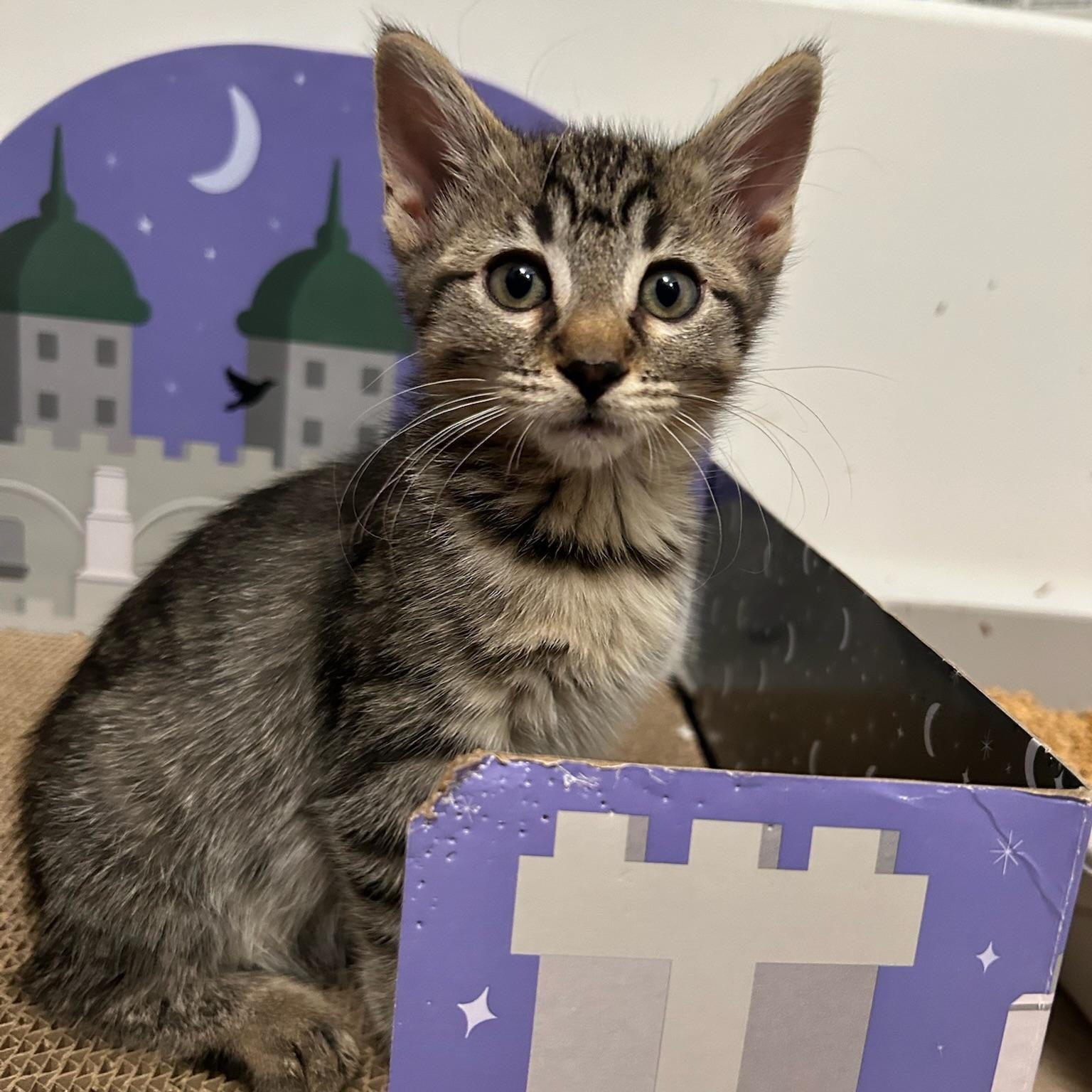 Tigris — thumbnail 2