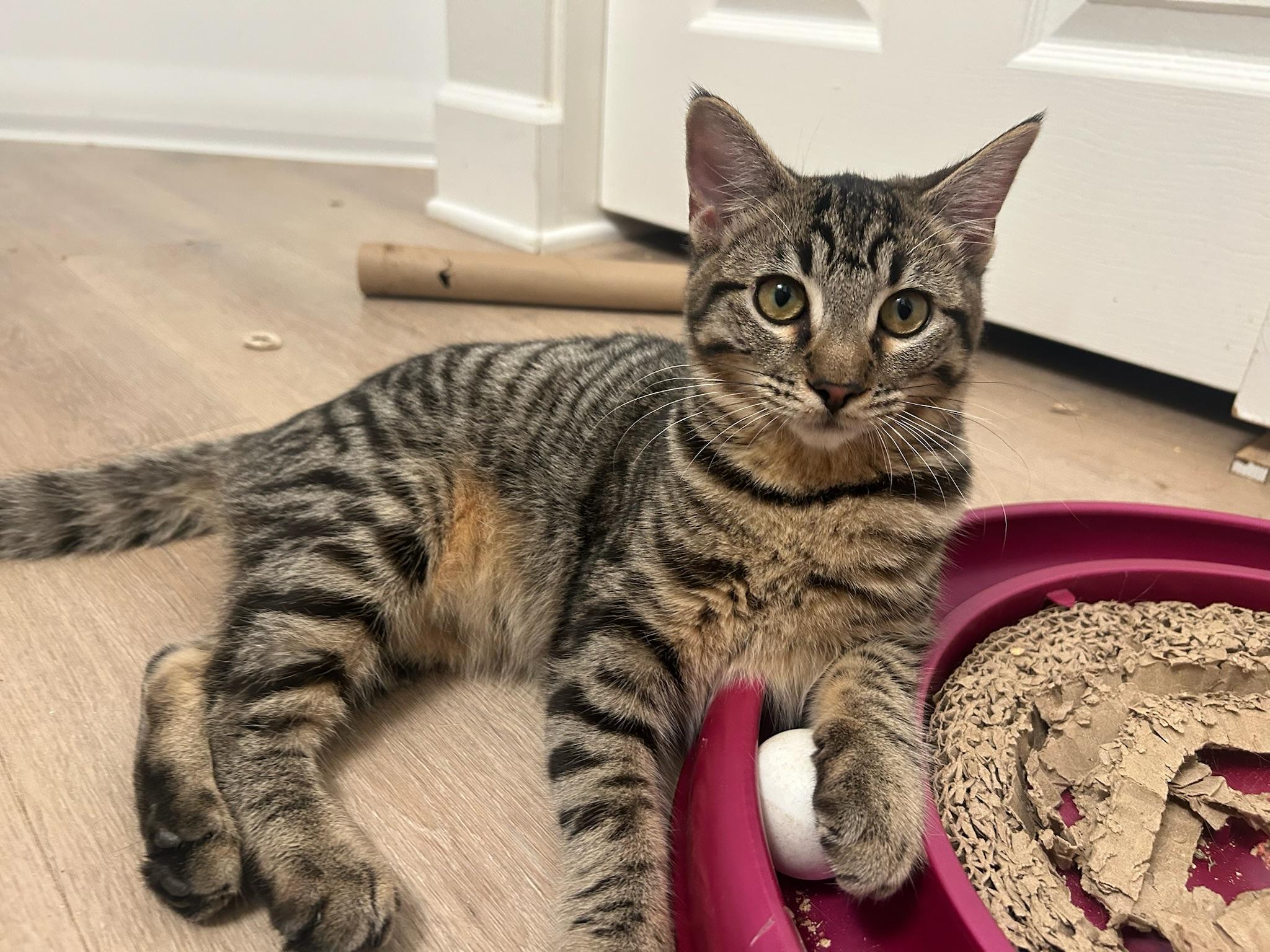 Tigris — thumbnail 3