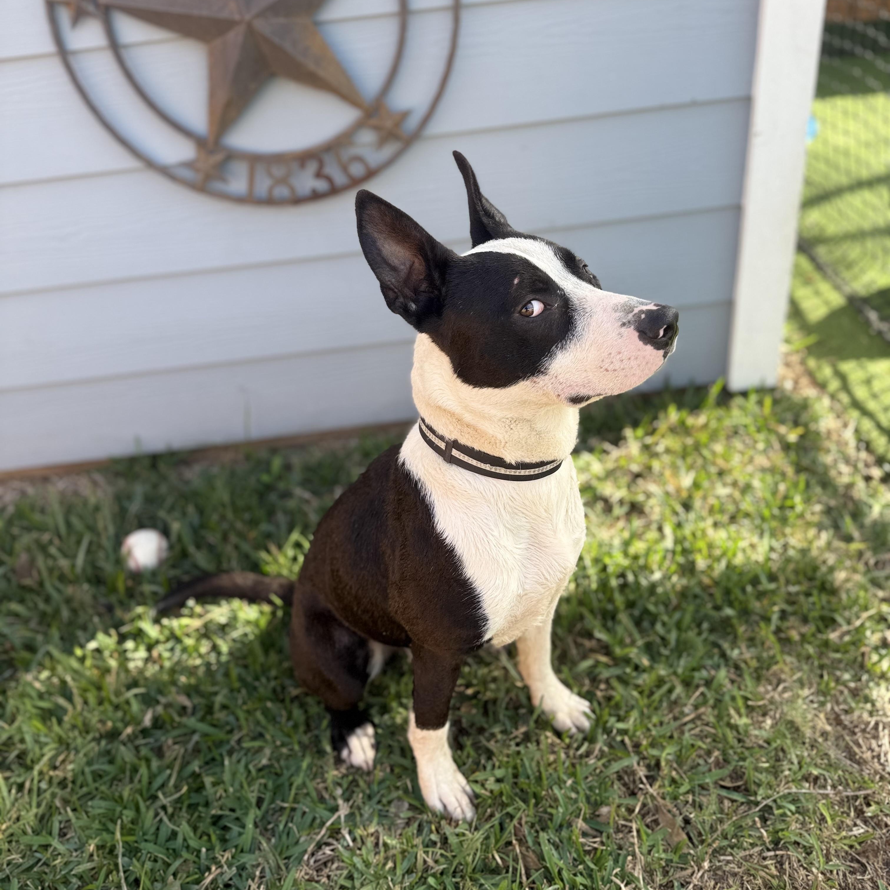 Buzz — thumbnail 3