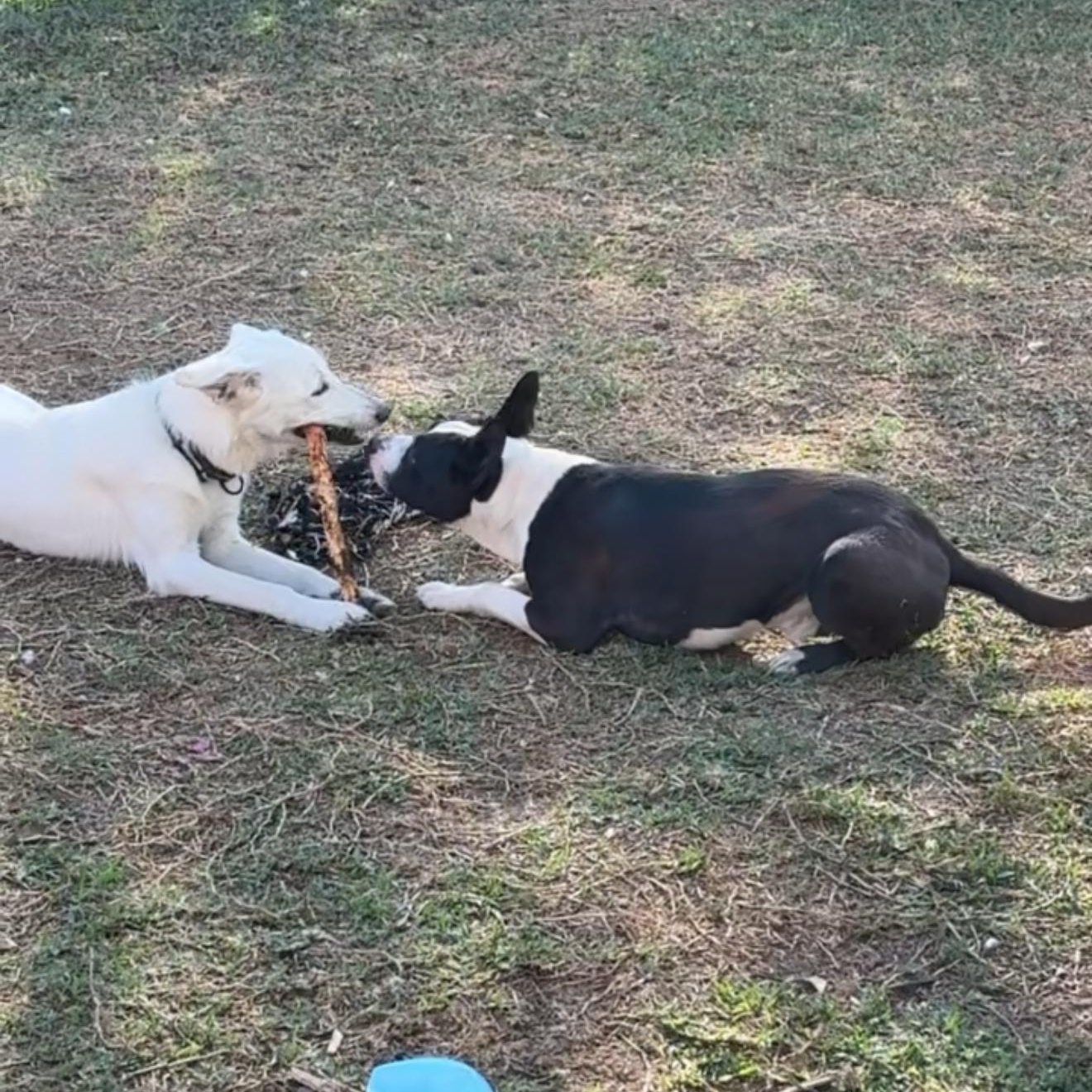 Buzz — thumbnail 4