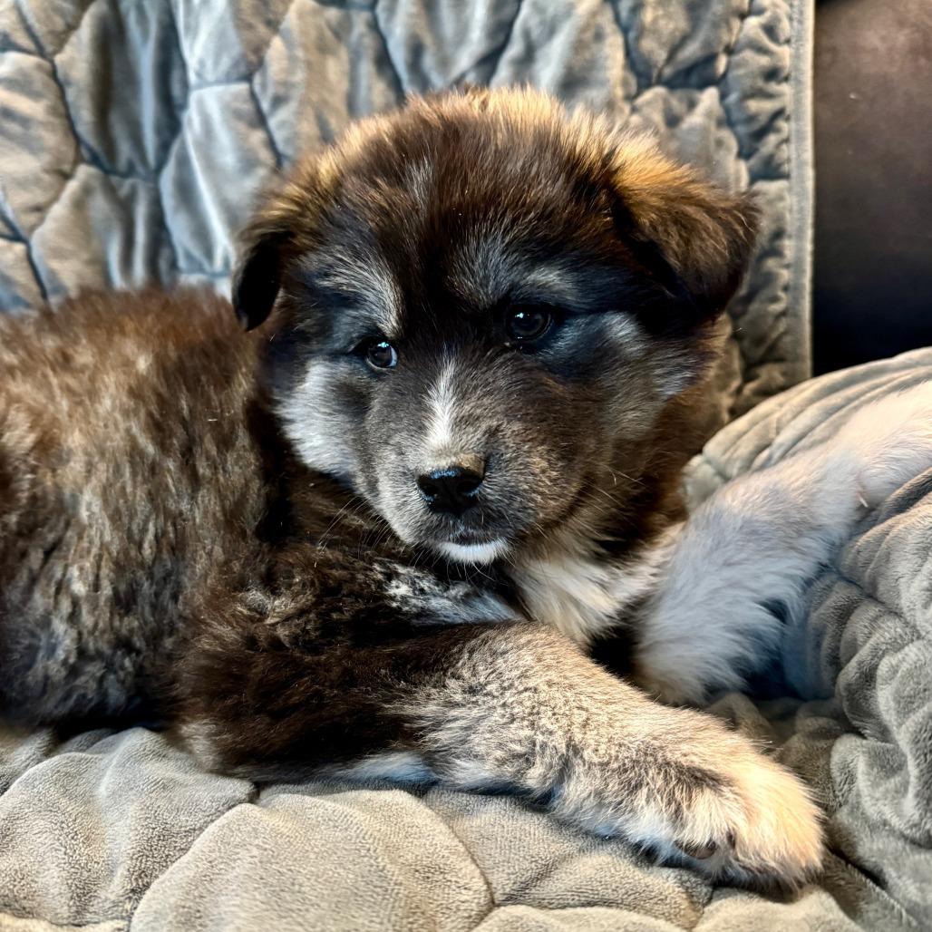 Natasha, a Adoptable Husky in Tuba City, AZ image 1/6