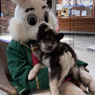 Natasha, a Adoptable Husky in Tuba City, AZ image 2/6