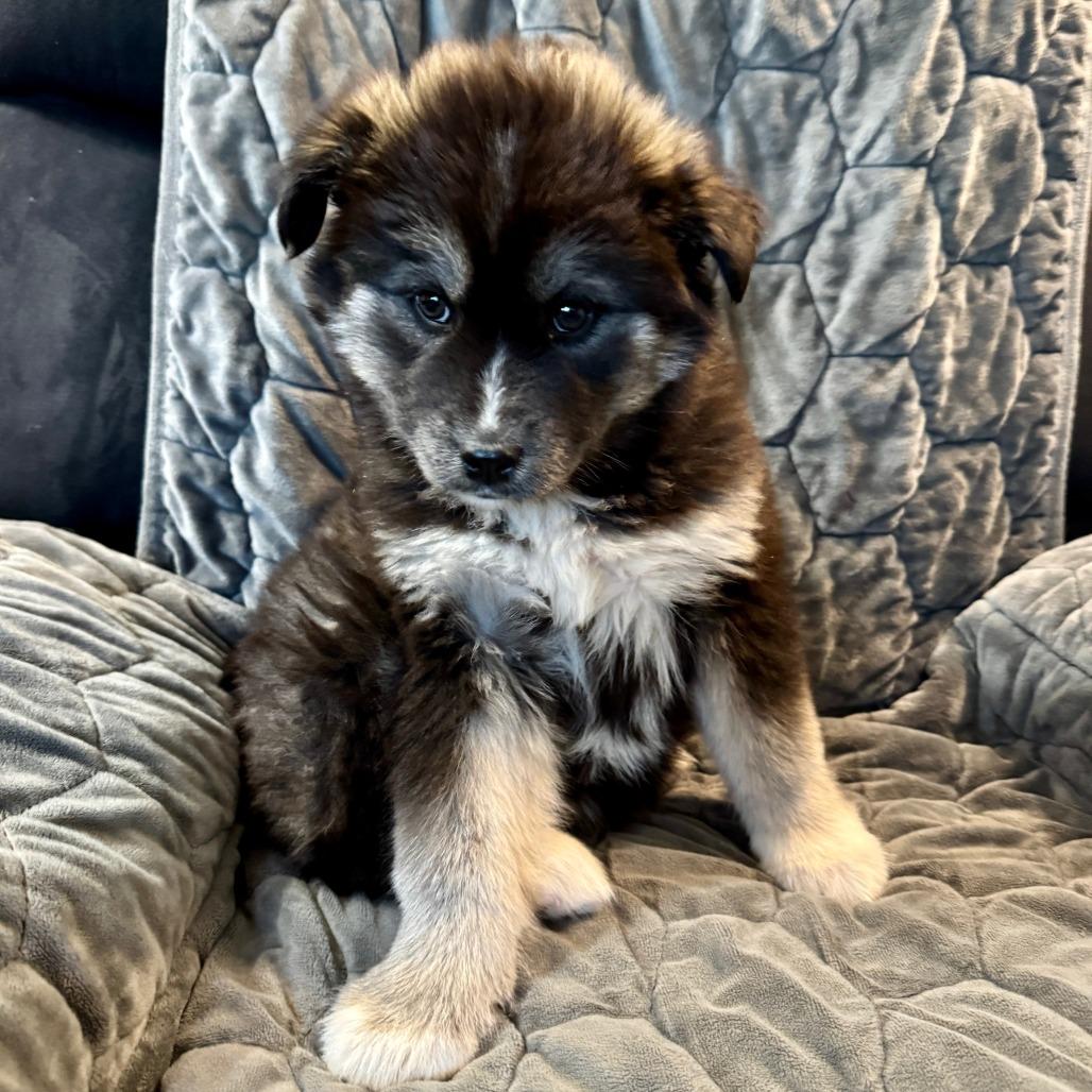 Natasha, a Adoptable Husky in Tuba City, AZ image 3/6
