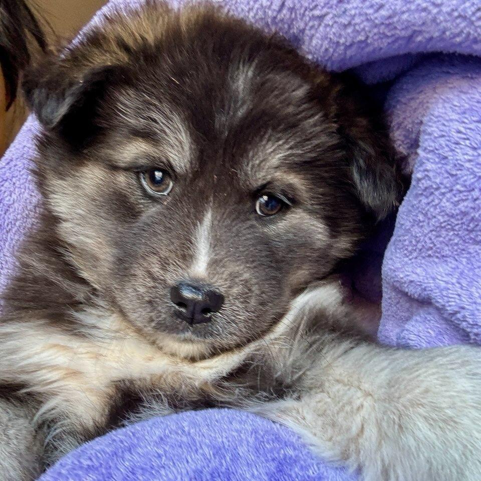 Natasha, a Adoptable Husky in Tuba City, AZ image 4/6