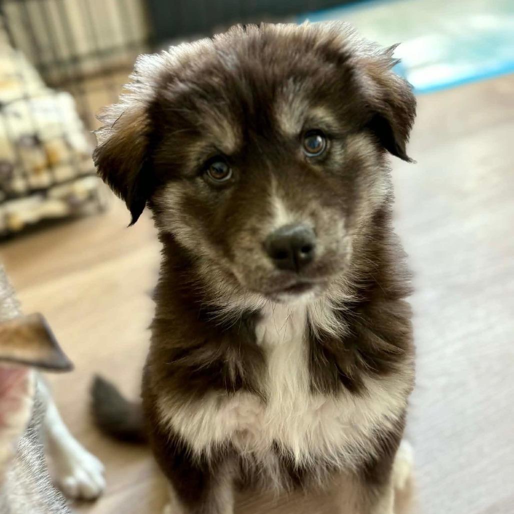 Natasha, a Adoptable Husky in Tuba City, AZ image 5/6