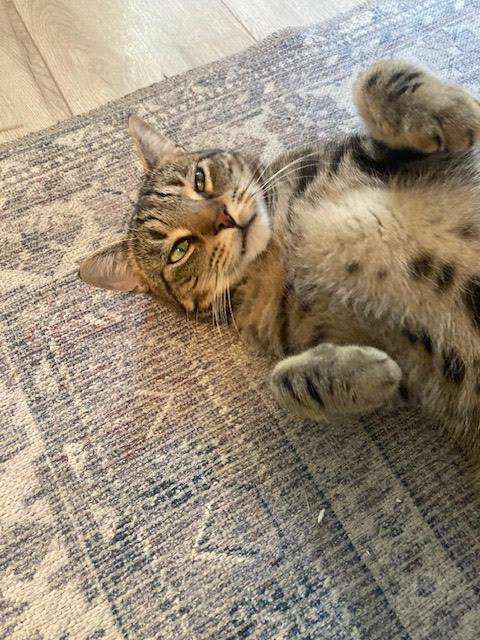Robert, an adoptable Domestic Short Hair in Fairfax, VA image 4/5