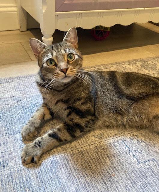 Robert, an adoptable Domestic Short Hair in Fairfax, VA image 3/5