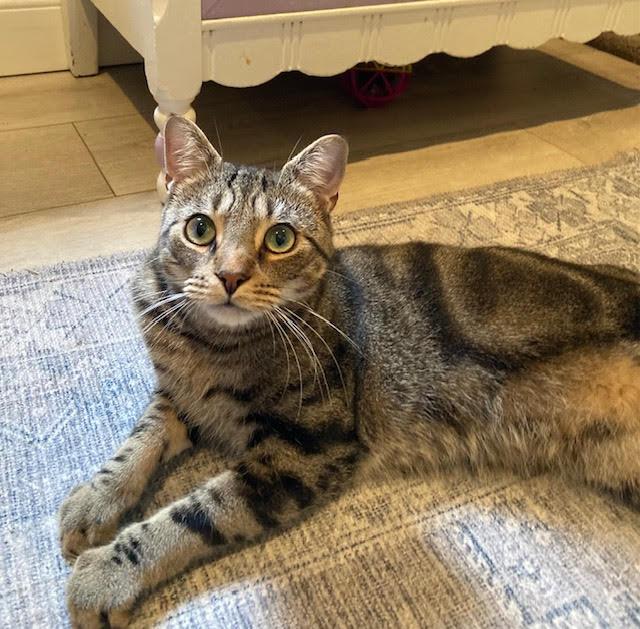 Robert, adoptable, Adult Male Domestic Short Hair.
