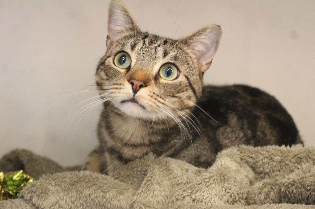 Robert, an adoptable Domestic Short Hair in Fairfax, VA image 2/5