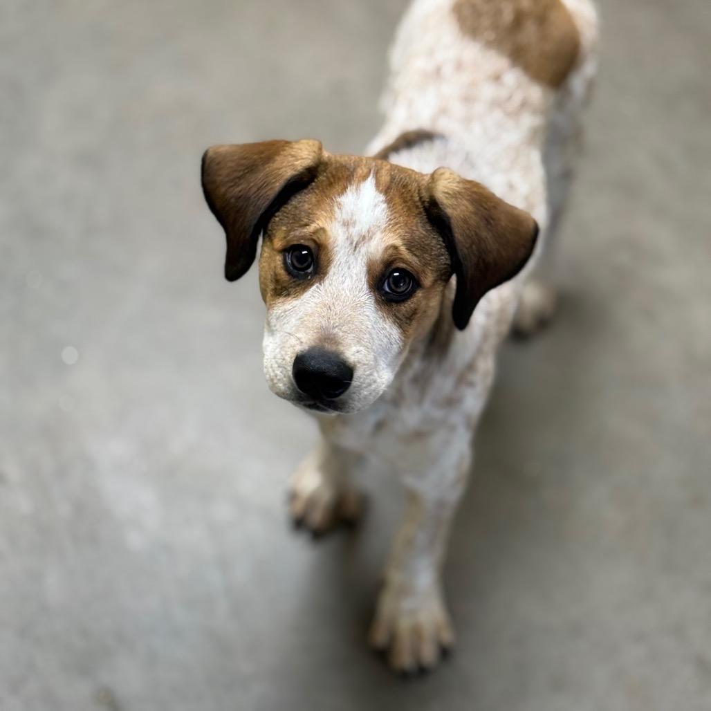 Baby Chai, a Adoptable Cattle Dog in Mankato, MN image 1/6