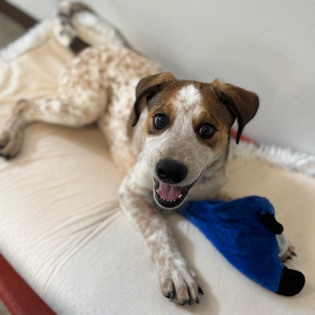 Baby Chai, a Adoptable Cattle Dog in Mankato, MN image 4/6