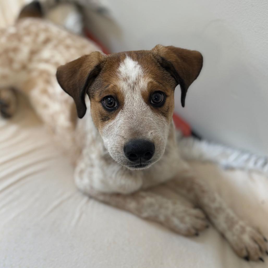 Baby Chai, a Adoptable Cattle Dog in Mankato, MN image 5/6
