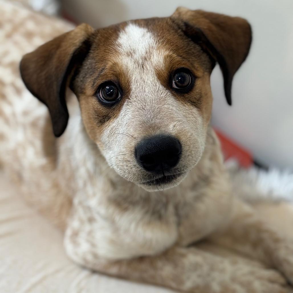 Baby Chai, a Adoptable Cattle Dog in Mankato, MN image 6/6