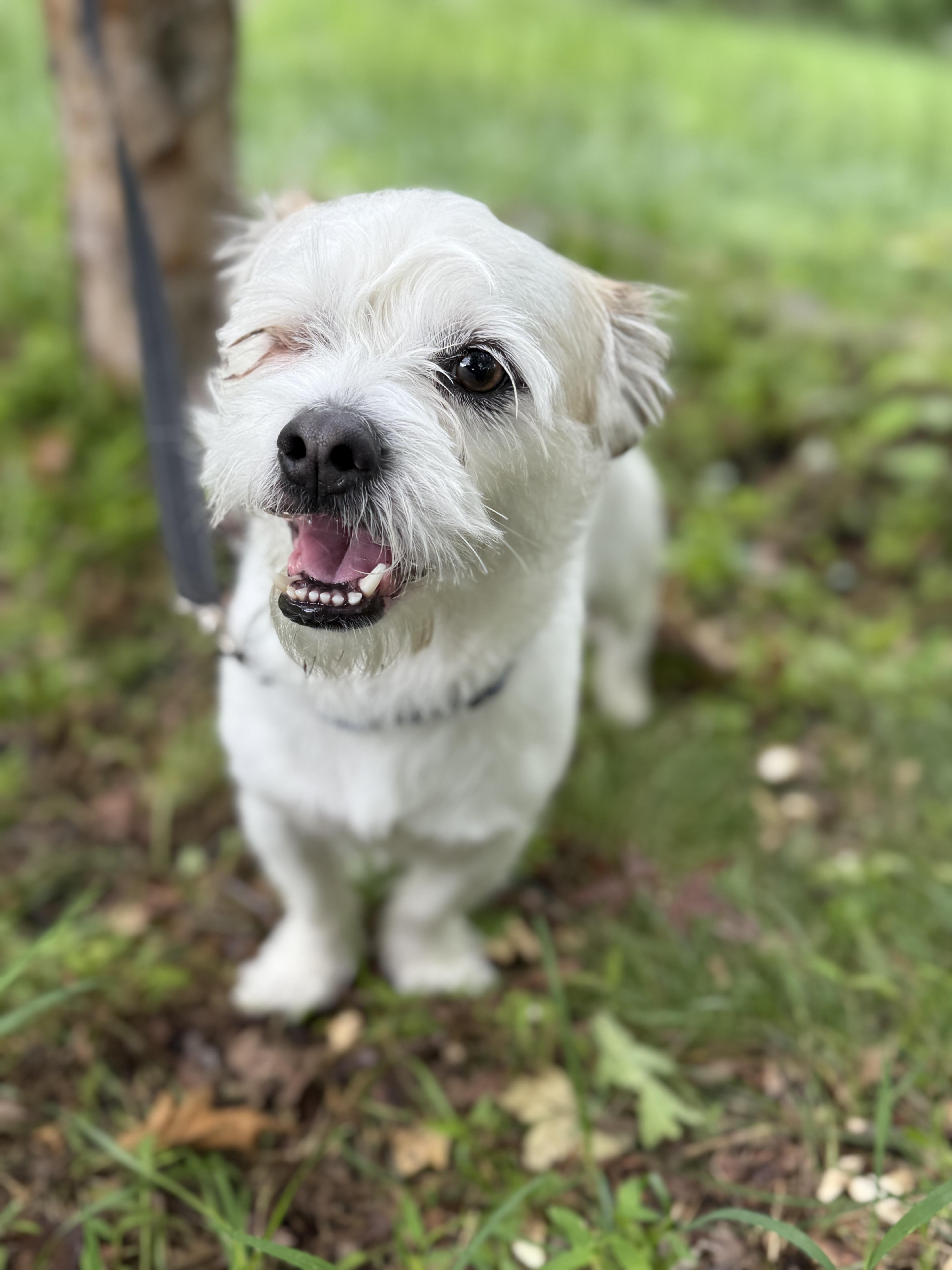 Mr Winkles Shih Tzu Dog