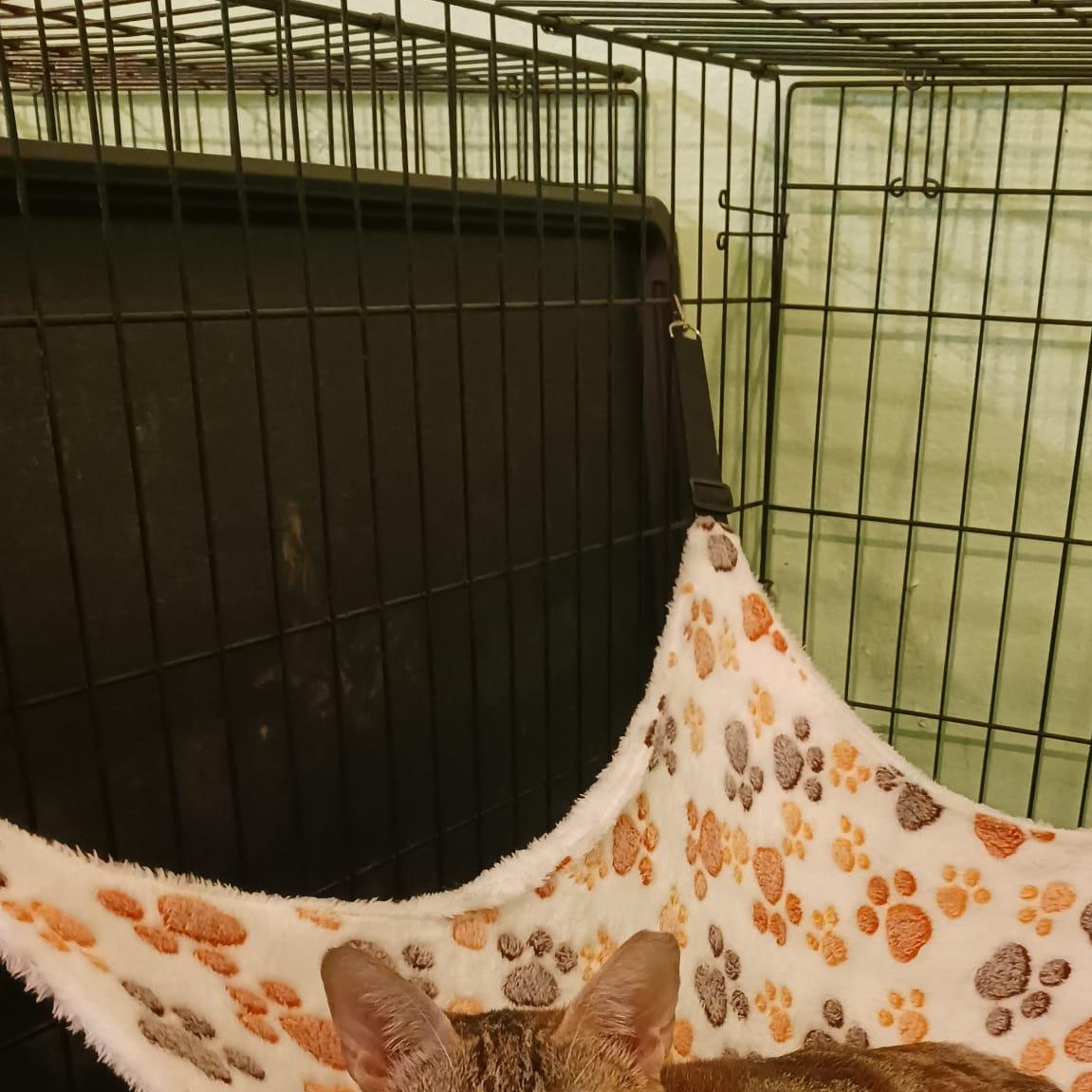 Enlarge Lulu, a Adoptable Domestic Short Hair in Buffalo, NY image 3/5