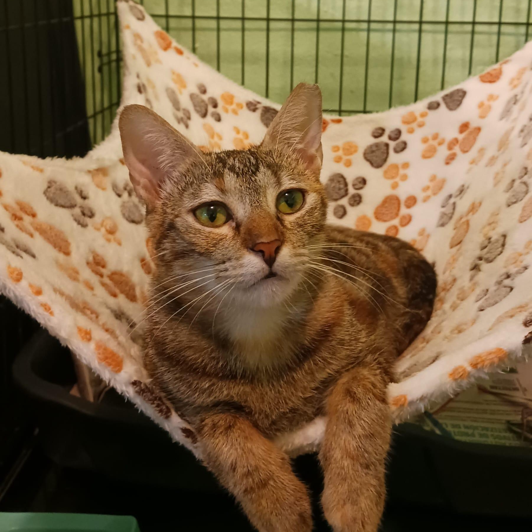 Enlarge Lulu, a Adoptable Domestic Short Hair in Buffalo, NY image 1/5