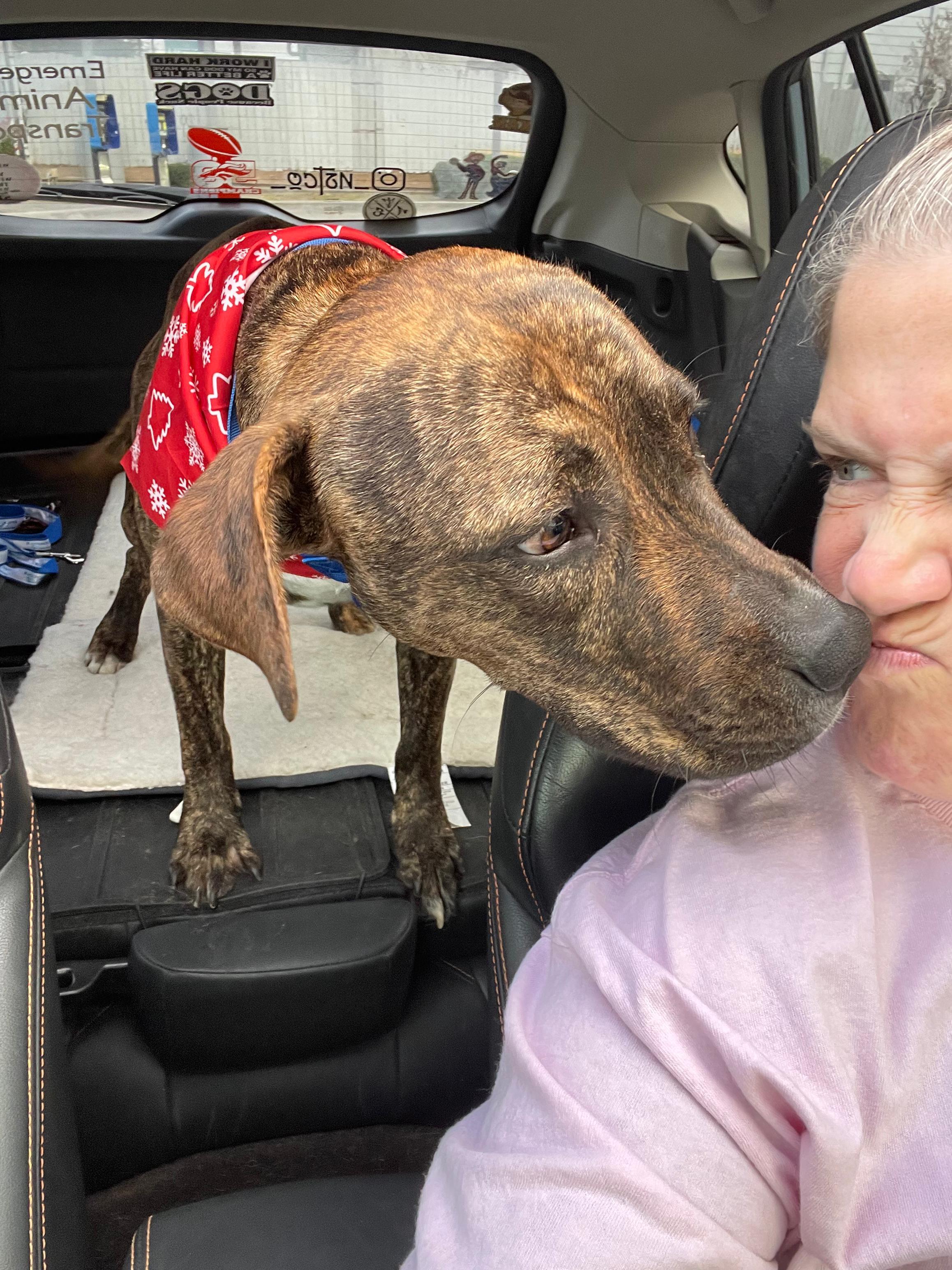 Colt — thumbnail 4