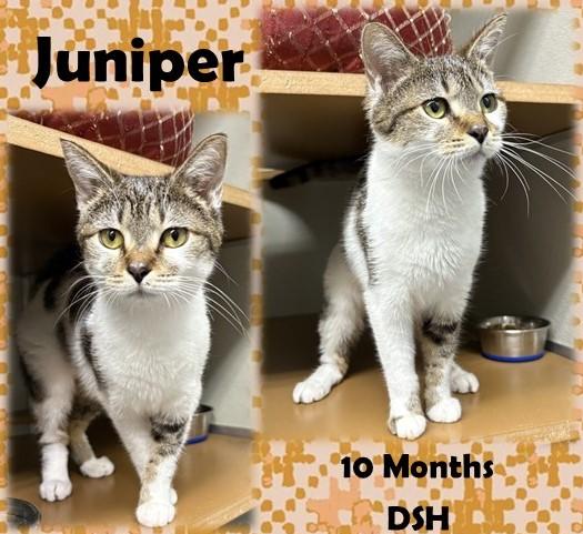 Enlarge Juniper, a ADOPTABLE Domestic Short Hair in Franklin, IN image 1/1