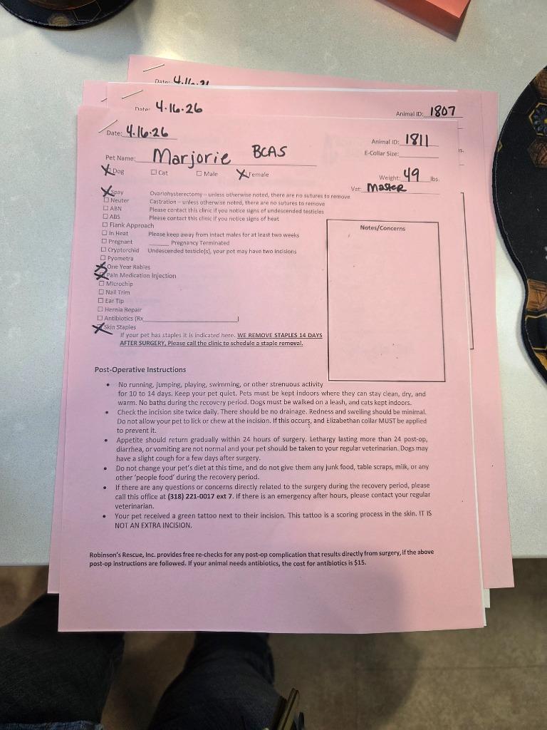 Marjorie, Adoptable, Young Female Mixed Breed.