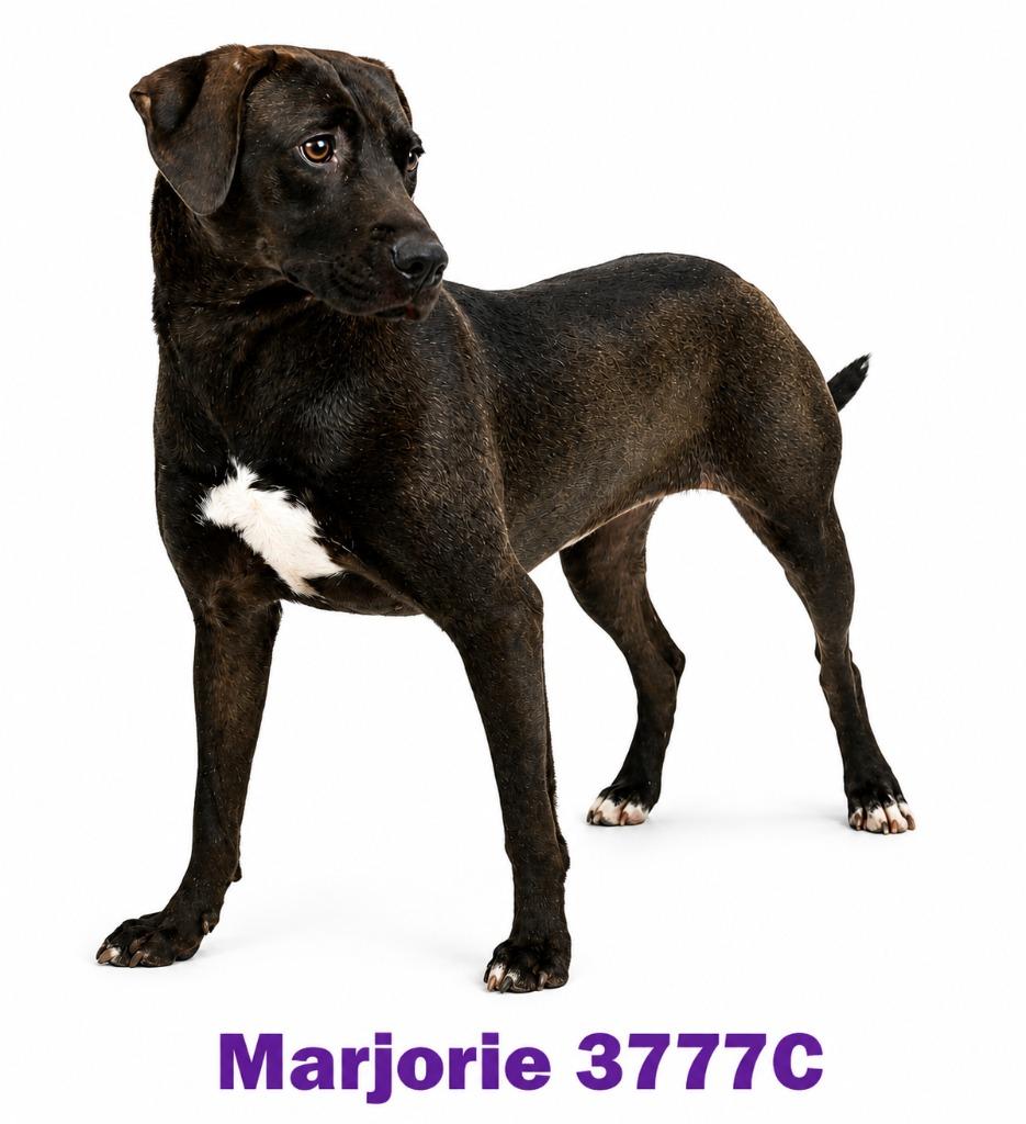 Marjorie, Adoptable, Young Female Mixed Breed.