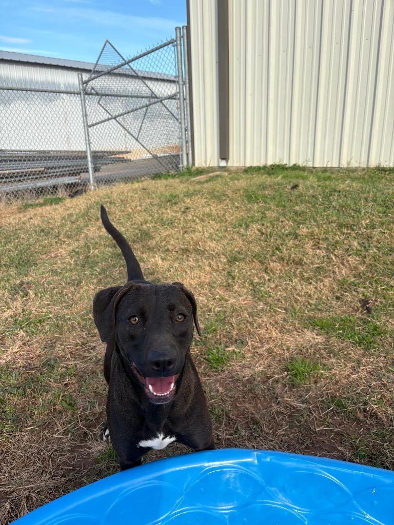 Enlarge Marjorie, a Adoptable Mixed Breed in Bossier City, LA image 2/6