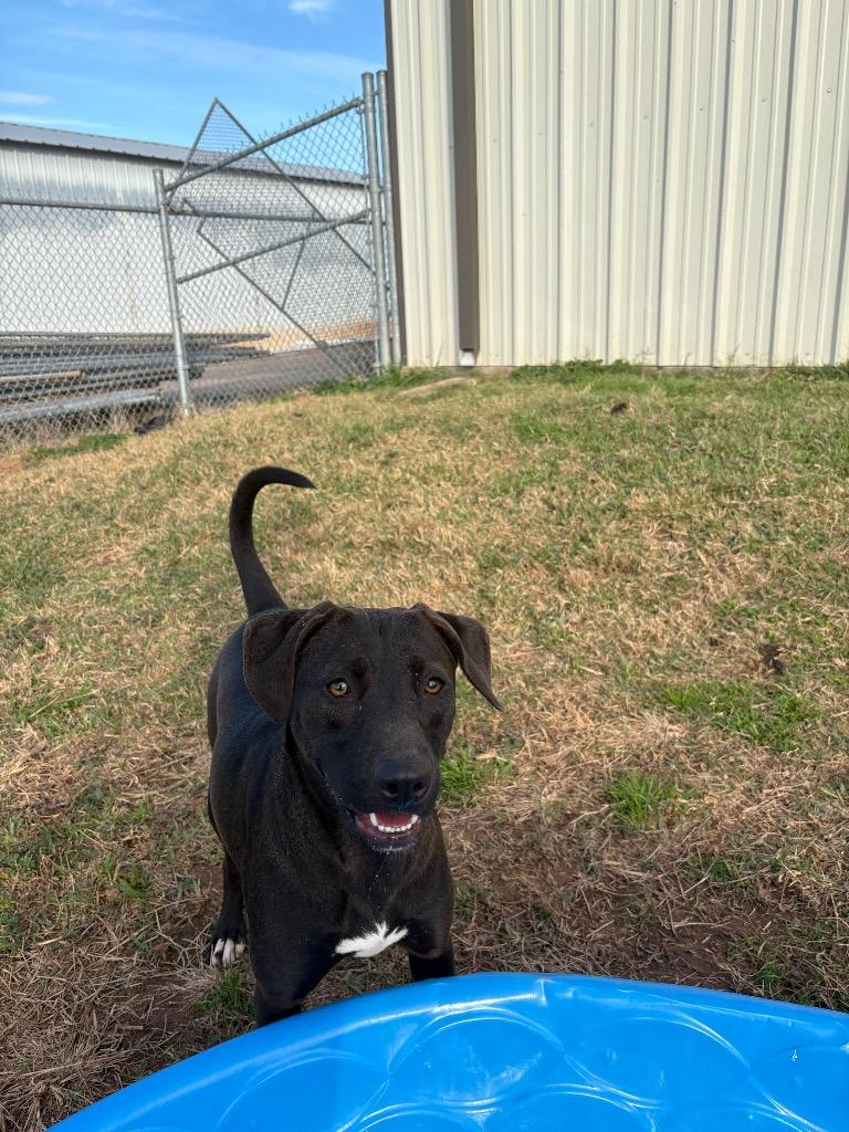 Enlarge Marjorie, a Adoptable Mixed Breed in Bossier City, LA image 3/6