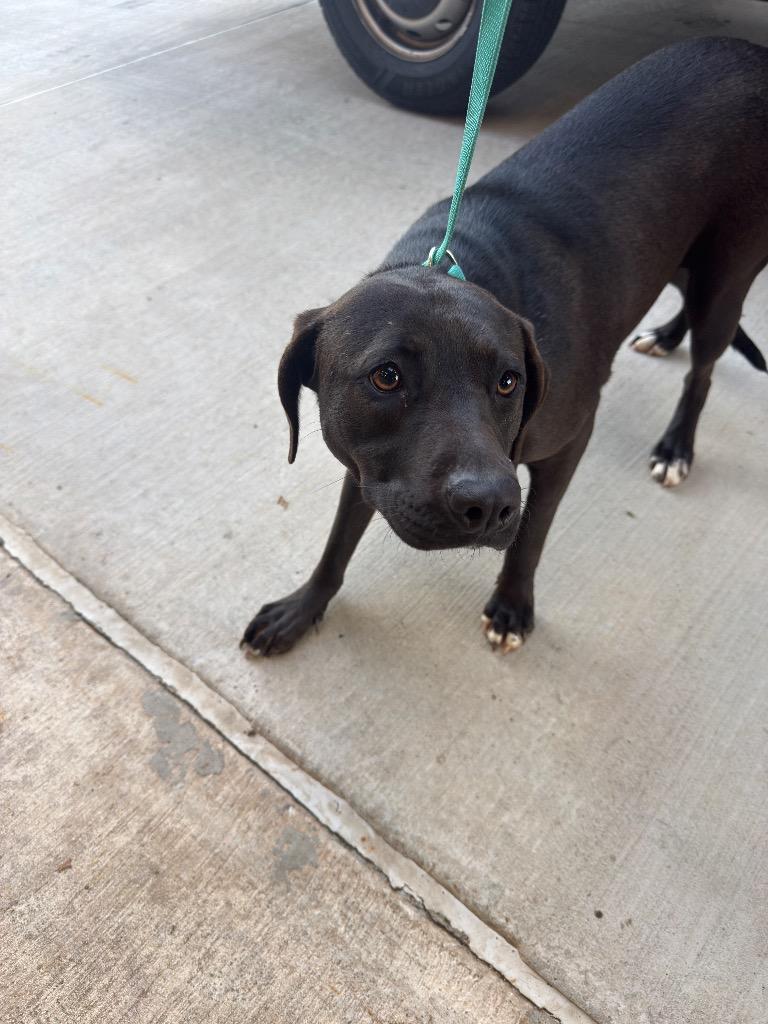 Enlarge Marjorie, a Adoptable Mixed Breed in Bossier City, LA image 4/6