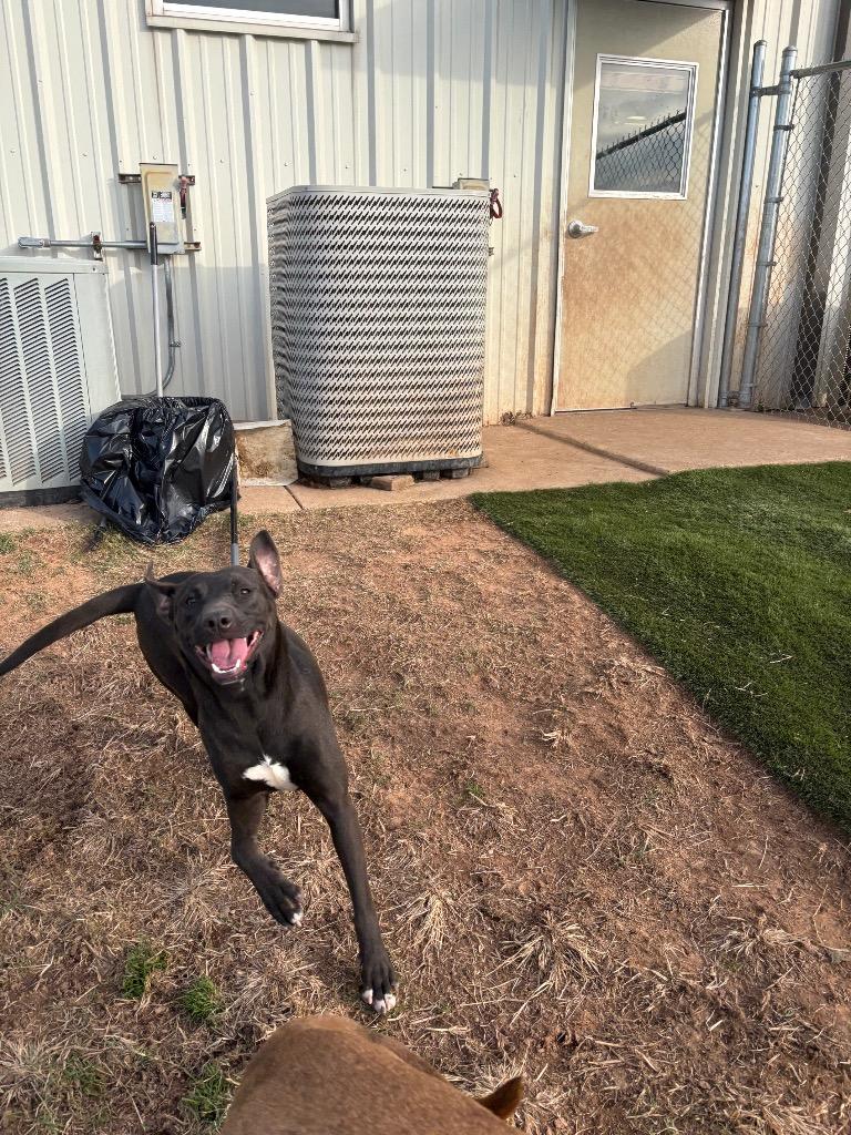 Enlarge Marjorie, a Adoptable Mixed Breed in Bossier City, LA image 5/6